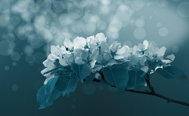 How to create a moonlight garden