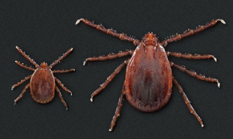Self-cloning ticks that suck animals’ blood dry spark concern humans may be next