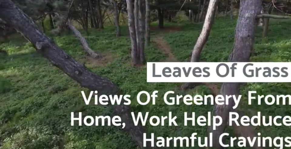 Leaves Of Grass: Views Of Greenery From Home, Work Help Reduce Harmful Cravings