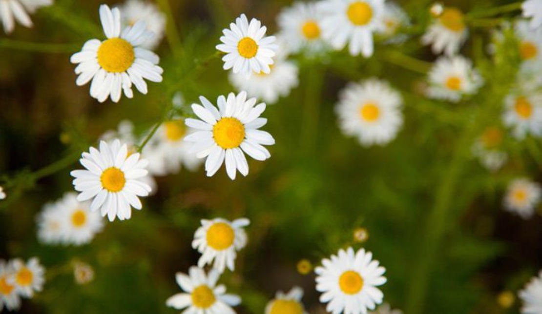 A Family Herb: Chamomile Flower