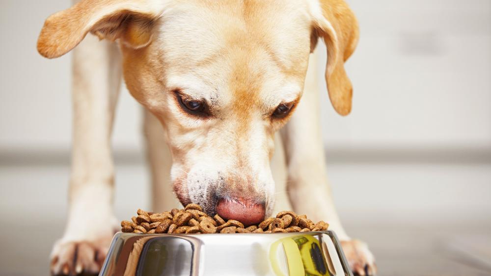 FDA Reveals Dog Food Brands Possibly Linked to Canine Heart Disease