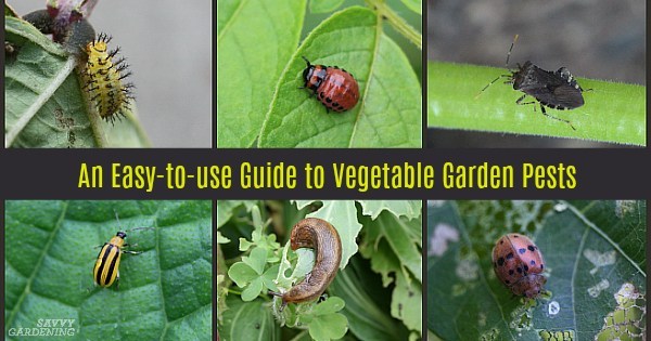 Guide to Vegetable Garden Pests: Identification and Organic Controls