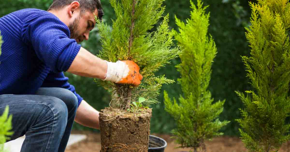 You can easily grow evergreens in your garden
