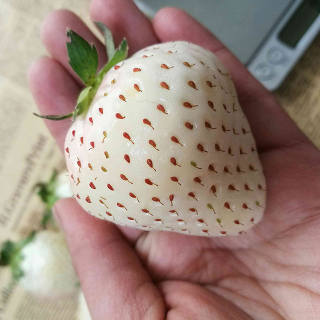 Pineberry: The Strawberry That Tastes Like Pineapple (Easy to Grow It)