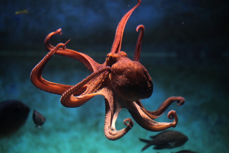 Scientific Breakthrough: Octopus DNA Is Not From This World | Spirit Science